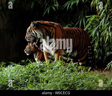 Mara, l'une des trois tigres de Sumatra mâle né récemment, en compagnie de sa mère sur sa deuxième journée à l'extérieur au National Zoo le 12 août 2004 à Washington. Les tigres de Sumatra sont une espèce en voie de disparition, avec seulement 500 à l'état sauvage sur l'île indonésienne de Sumatra et 200 en captivité. (Photo d'UPI/Michael Kleinfeld) Banque D'Images