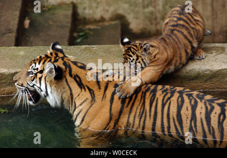 Mara, l'une des trois tigres de Sumatra mâle né récemment, joue dans l'eau avec sa mère sur sa deuxième journée à l'extérieur au National Zoo le 12 août 2004 à Washington. Les tigres de Sumatra sont une espèce en voie de disparition, avec seulement 500 à l'état sauvage sur l'île indonésienne de Sumatra et 200 en captivité. (Photo d'UPI/Michael Kleinfeld) Banque D'Images