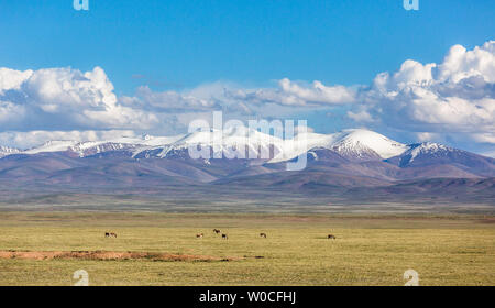 Plateau du Qinghai-Tibet et Prairie Banque D'Images