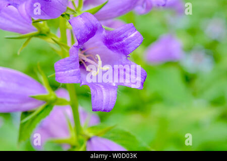 Cultivar pourpre floraison milky bellflower Campanula Lactiflora Prichard's aka variété dans le jardin d'été Banque D'Images