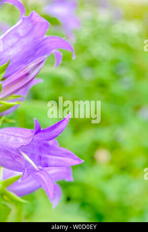 Cultivar pourpre floraison milky bellflower Campanula Lactiflora Prichard's aka variété dans le jardin d'été Banque D'Images