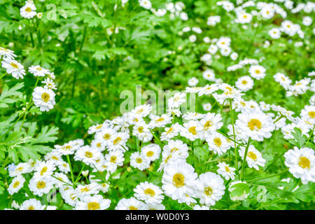 Fleurs jaune et blanc de la grande camomille ou pyrèthre Tanacetum Corymbosum ou Chrysanthemum parthenium close-up avec fond d'herbe verte, foc sélective Banque D'Images