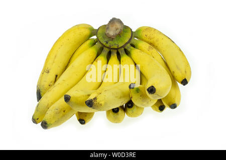 Venu de la banane Gros Michel isolé sur fond blanc, Krua Thong cdm les plantes cultivées en Thaïlande Banque D'Images