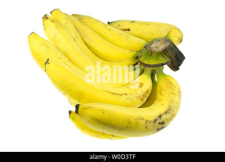 Venu de la banane Gros Michel isolé sur fond blanc, Krua Thong cdm les plantes cultivées en Thaïlande Banque D'Images