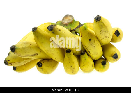 Venu de la banane Gros Michel isolé sur fond blanc, Krua Thong cdm les plantes cultivées en Thaïlande Banque D'Images