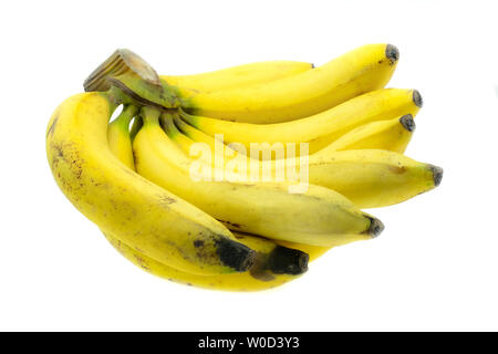 Venu de la banane Gros Michel isolé sur fond blanc, Krua Thong cdm les plantes cultivées en Thaïlande Banque D'Images