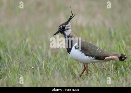 Le nord de sociable / Kiebitz Vanellus vanellus ( ), femelle adulte, se reposant dans une vaste prairie, environnement, faune, typique de l'Europe. Banque D'Images