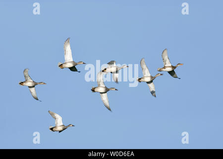 ( Schnatterenten / Canards Canard chipeau Anas strepera ), troupeau en vol typique, appelant, ciel bleu, de la faune, de l'Europe. Banque D'Images