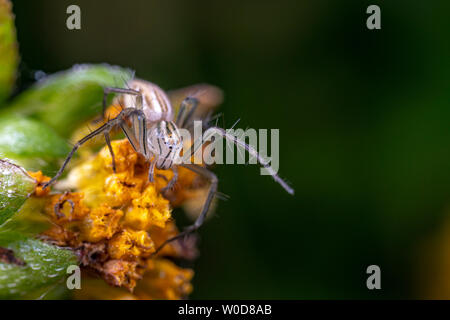 Oxyopes papuanus, le lynx du nord de l'araignée, la chasse sur une fleur Banque D'Images