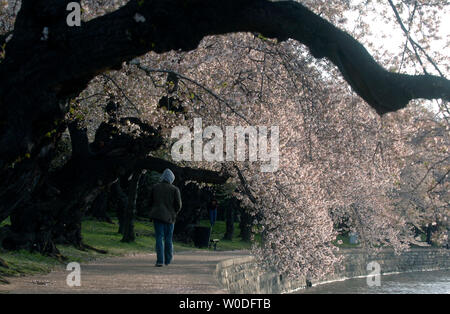 Un visiteur promenades sous un dais de fleurs fleurs gaies, sur le bassin de marée à Washington le 5 avril 2007. L'épanouissement de la floraison des cerisiers est un événement annuel célébré à Washington, signalant le début du printemps et en rendant hommage à l'histoire des arbres qui ont été plantées pour la première fois en 1912 par la Première Dame Helen Taft et la vicomtesse Chinda du Japon. (UPI Photo/Kevin Dietsch) Banque D'Images