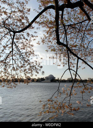 Le Thomas Jefferson Memorial est vu encadré par blooming agrémentées de fleurs sur le bassin de marée à Washington le 5 avril 2007. L'épanouissement de la floraison des cerisiers est un événement annuel célébré à Washington, signalant le début du printemps et en rendant hommage à l'histoire des arbres qui ont été plantées pour la première fois en 1912 par la Première Dame Helen Taft et la vicomtesse Chinda du Japon. (UPI Photo/Kevin Dietsch) Banque D'Images