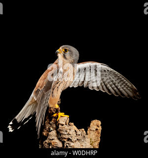 Portrait magnifique de Kestrel Falco tinnunculus en studio sur fond noir Banque D'Images