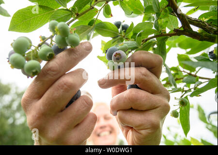 Grethem, Allemagne. 27 Juin, 2019. Un assistant de la récolte la première récolte des bleuets mûrs sur une plantation, tandis que les fruits encore verts continuent de mûrir au soleil. La récolte des bleuets commence en Basse-Saxe. Credit : Christophe Gateau/dpa/Alamy Live News Banque D'Images