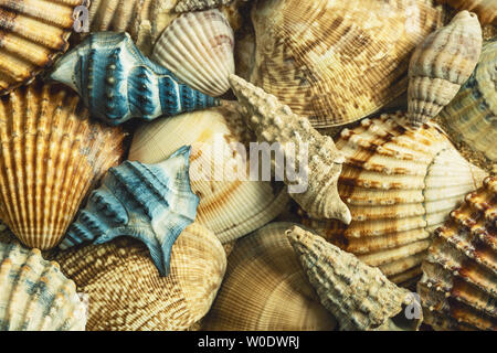 Tas de coquilles de mer avec deux coquilles bleu. Vue d'en haut. Close up. Banque D'Images