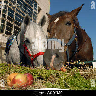 Raj (L) et Stonewall, U.S. Park Police chevaux, savourer un buffet composé de pommes, de carottes et de foin près du Verizon Center à Washington le 10 octobre 2007. La Washington International Horse Show a fait don du déjeuner et près de 5 000 de la chaux sable, un mélange gazon spécialité bon pour les chevaux, au Parc de la police. (Photo d'UPI/Roger L. Wollenberg) Banque D'Images