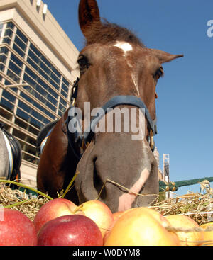 Stonewall, un parc américain, cheval de la police bénéficie d'un buffet de pommes de terre, carottes et de foin près du Verizon Center à Washington le 10 octobre 2007. La Washington International Horse Show a fait don du déjeuner et près de 5 000 de la chaux sable, un mélange gazon spécialité bon pour les chevaux, au Parc de la police. (Photo d'UPI/Roger L. Wollenberg) Banque D'Images