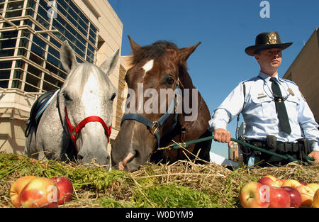 Raj (L) et Stonewall, U.S. Park Police chevaux, savourer un buffet composé de pommes, de carottes et de foin que Jeff Giebel se distingue par près du Verizon Center à Washington le 10 octobre 2007. La Washington International Horse Show a fait don du déjeuner et près de 5 000 de la chaux sable, un mélange gazon spécialité bon pour les chevaux, au Parc de la police. (Photo d'UPI/Roger L. Wollenberg) Banque D'Images