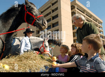 Les enfants américains d'alimentation des chevaux de la Police Parc Smokey, Raj et Stonewall (G à D) à l'occasion d'un buffet de pommes de terre, carottes et foin que Brandy Adamchik Officiers et Jeff Giebel stand by près du Verizon Center à Washington le 10 octobre 2007. La Washington International Horse Show a fait don du déjeuner et près de 15 000 $ de la chaux sable, un mélange gazon spécialité bon pour les chevaux, au Parc de la police. (Photo d'UPI/Roger L. Wollenberg) Banque D'Images