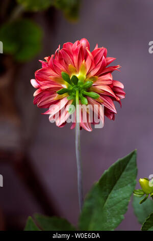 Daliya colorée fleur dans le jardin avec lumière naturelle Banque D'Images