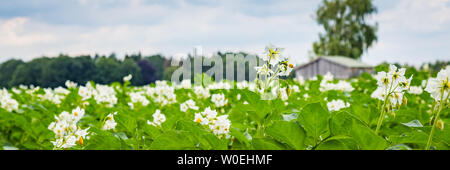 Bannière avec champ de pommes de terre en fleurs blanches avec une cabane en bois à l'arrière-plan aux Pays-Bas Banque D'Images