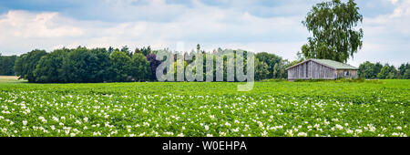 Bannière avec champ de pommes de terre en fleurs blanches avec une cabane en bois à l'arrière-plan aux Pays-Bas Banque D'Images