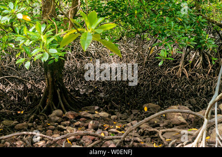 Les racines des arbres dans les mangroves sont des zones de bord de mer s'emmêlent. Banque D'Images