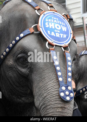 Les éléphants d'une promenades dans les Ringling Brothers and Barnum et Bailey Circus Parade pachyderme à Washington le 17 mars 2009. Le Cirque sera à Washington du 19 au 22 mars. (UPI Photo/Kevin Dietsch) Banque D'Images