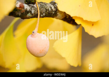 Seine et Marne. De l'automne. Rare : Le ginkgo biloba arbre. Close-up d'un oeuf. Banque D'Images