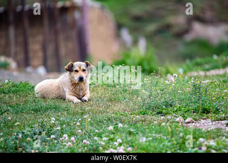 Mignon chien beige repose sur l'herbe en plein air Banque D'Images