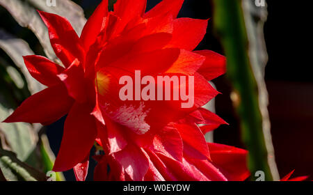 Close-up of red fleurs de cactus Banque D'Images