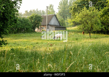 Ancien hangar agricole et vaches au pâturage Banque D'Images