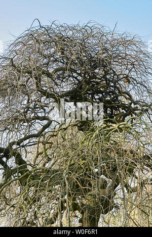 Styphnolobium japonicum pendula Banque D'Images