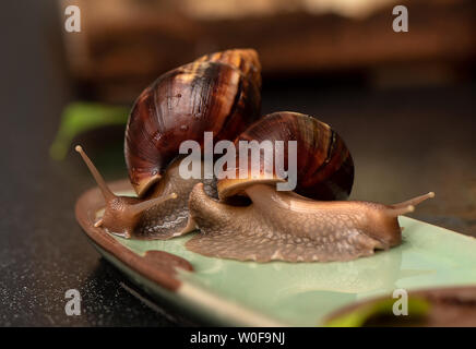 Gros escargots Achatina sur fond sombre Banque D'Images