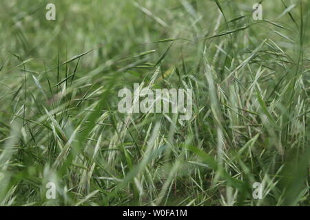 Les Oreilles de nombreux Bromus sterilis (Poaceae) Banque D'Images
