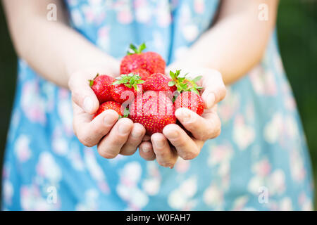 Female hands holding fresh strawberries Banque D'Images