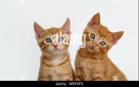 Deux adorables petits chats bébé, red mackerel tabby, European Shorthair, les chatons avec de magnifiques yeux clairs sont meilleurs amis et assis près l'un de l'autre Banque D'Images