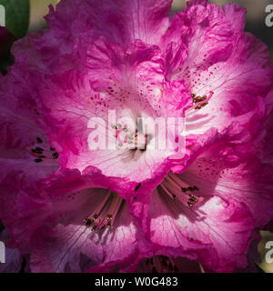 Libre de droit de rhododendron rose blossom Banque D'Images