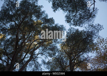 Vue vers le haut d'un arbre, Kinaldy, St Andrews, Fife, en Écosse. Banque D'Images