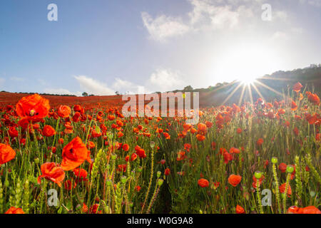 Coquelicots Banque D'Images