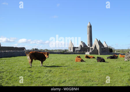 Ancien monastère de Kilmacduagh Banque D'Images