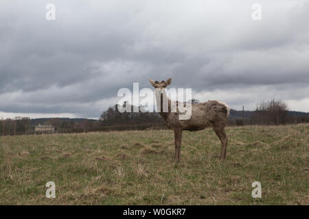 Red Deer (Cervus elaphus) au Le Scottish Deer Centre, Bow de Fife, Cupar, en Écosse. Banque D'Images