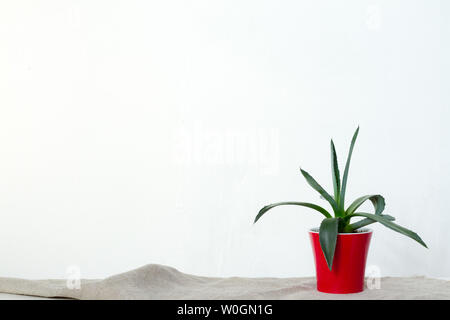 Une petite plante d'agave dans un pot rouge se dresse sur tissu blanc naturel sur la console d'en face le mur blanc, copyspace Banque D'Images