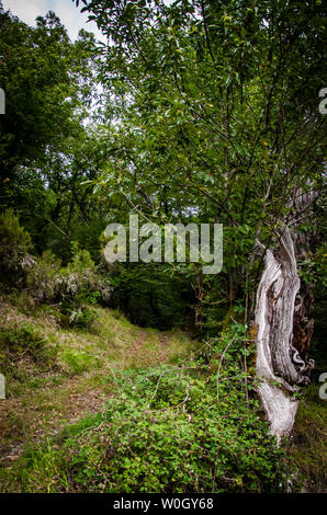 Forêt d'Atlante da Devesa Rogueira dans la Sierra O'Courel Lugo Espagne Banque D'Images