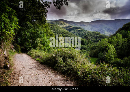 Forêt d'Atlante da Devesa Rogueira dans la Sierra O'Courel Lugo Espagne Banque D'Images