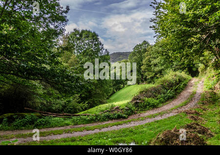 Forêt d'Atlante da Devesa Rogueira dans la Sierra O'Courel Lugo Espagne Banque D'Images