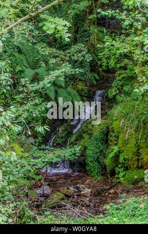 Forêt d'Atlante da Devesa Rogueira dans la Sierra O'Courel Lugo Espagne Banque D'Images