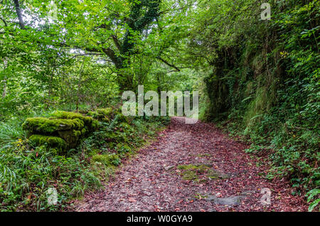 Forêt d'Atlante da Devesa Rogueira dans la Sierra O'Courel Lugo Espagne Banque D'Images