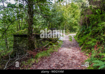 Forêt d'Atlante da Devesa Rogueira dans la Sierra O'Courel Lugo Espagne Banque D'Images