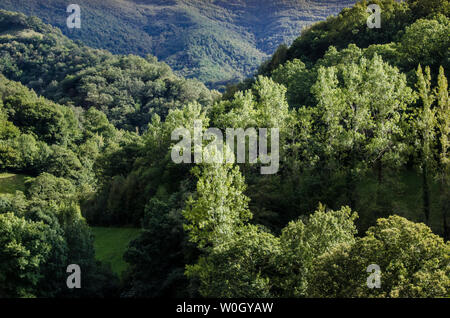 Forêt d'Atlante da Devesa Rogueira dans la Sierra O'Courel Lugo Espagne Banque D'Images