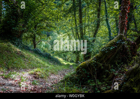 Forêt d'Atlante da Devesa Rogueira dans la Sierra O'Courel Lugo Espagne Banque D'Images